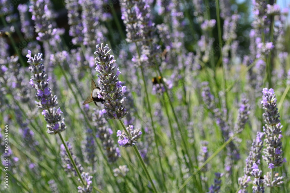 Obraz premium Flower