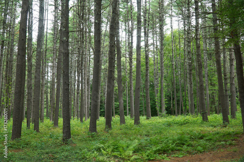 green forest and tree trunks in summer