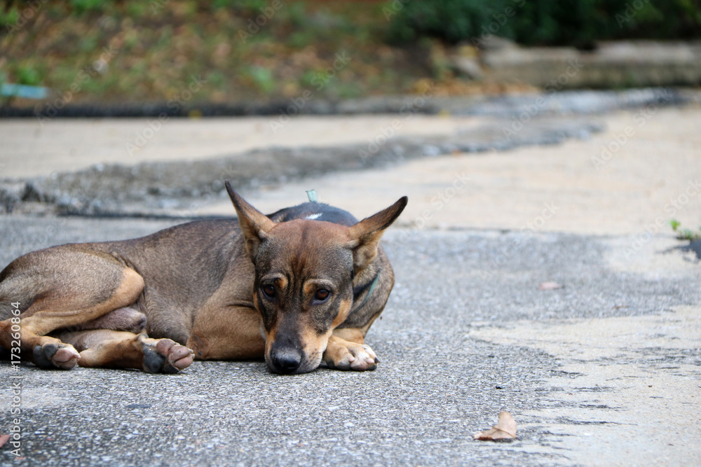 Thai black and brown and white color of stray dog laying down on the street. It is a dog that lives on the streets or temple and does not have an owner. Thai black and brown and white color of stray dog laying down on the street. It is a dog that lives on the streets or temple and does not have an owner.