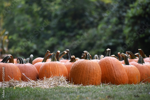 Pumpkins