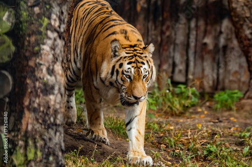 Fototapeta Naklejka Na Ścianę i Meble -  Amur tiger walking