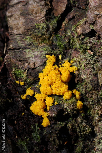 Myxogastria or myxomicetes Mushroom in forest