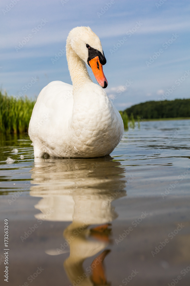 Obraz premium white swan on the lake