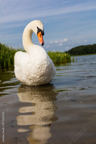 Fototapeta Naklejka Na Ścianę i Meble -   white swan on the lake