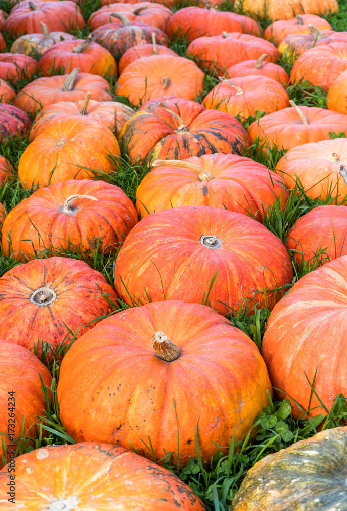 many ripe orange pumpkins on a grassy field