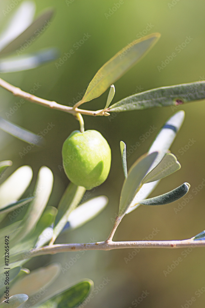 olive olive