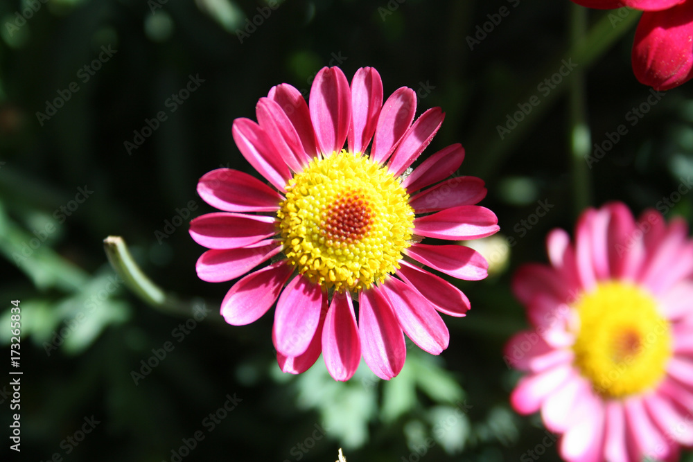 Obraz premium Blüte rosa Margerite Balkonpflanze und Gartenpflanze