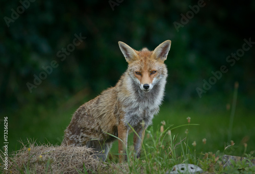 Fototapeta Naklejka Na Ścianę i Meble -  red fox in cemetry