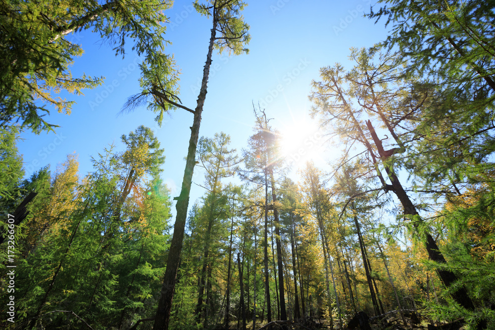sunrise in the autumn pine trees forest sunrise in the autumn pine trees forest