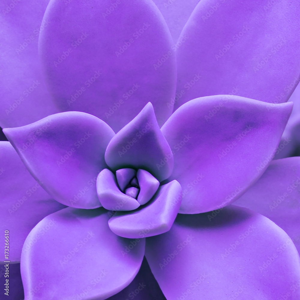 Tropical Flower Close-up. Details. Minimal Tropical Flower Close-up. Details. Minimal