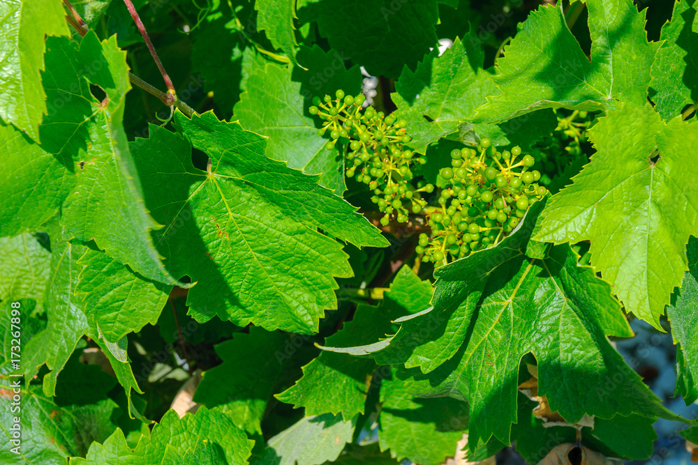 vineyards of Europe, cluster of the young green grapes surrounded with fresh leaves vineyards of Europe, cluster of the young green grapes surrounded with fresh leaves