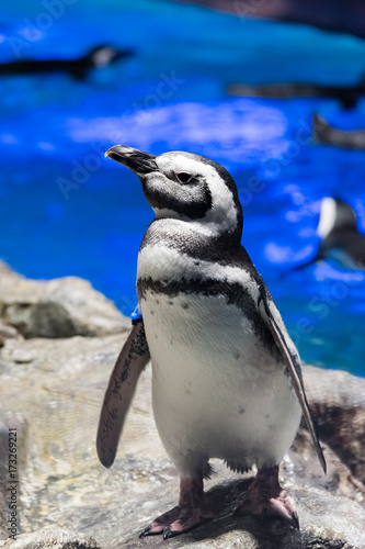 pingwin-magellanski