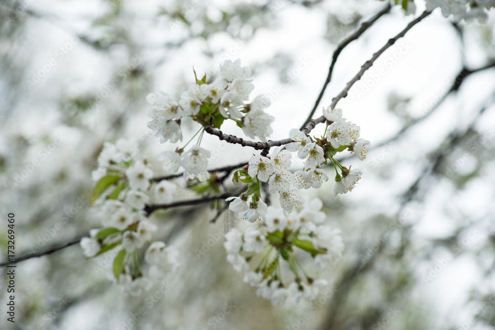 Kirschblüte Kirschblüte