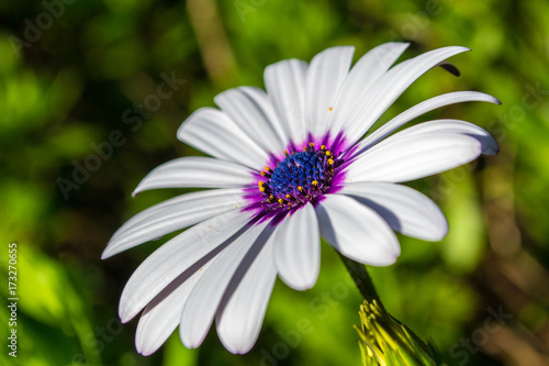 La flor