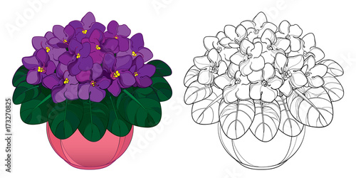 Vector bouquet with outline Saintpaulia or African violet flower in round pot. Purple flowers and foliage isolated on white background. Viola in contour style for floriculture design or coloring book.