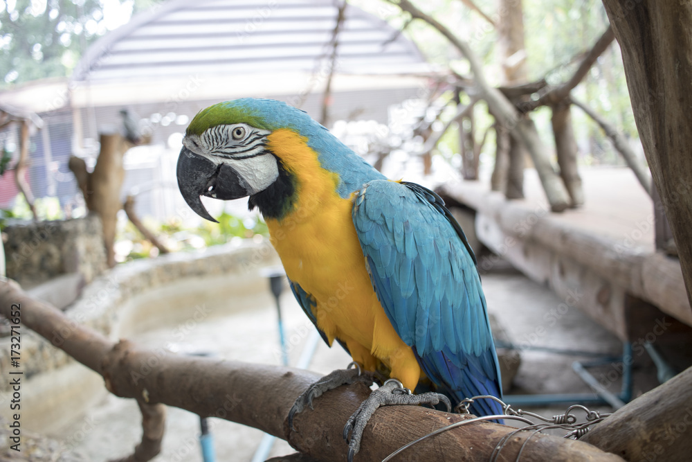 Blue, yellow, green, black and white parrot standing on a branch