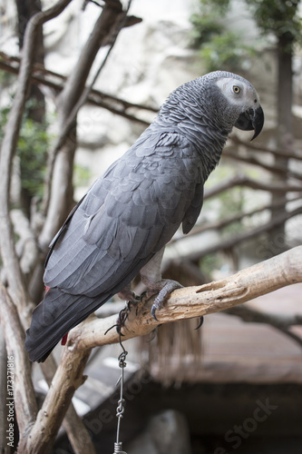 black and white parrot standing on a branch