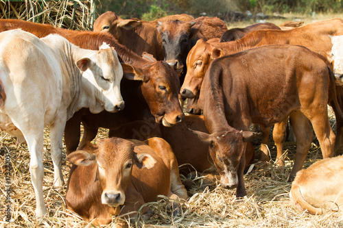 Cattle Young Animals