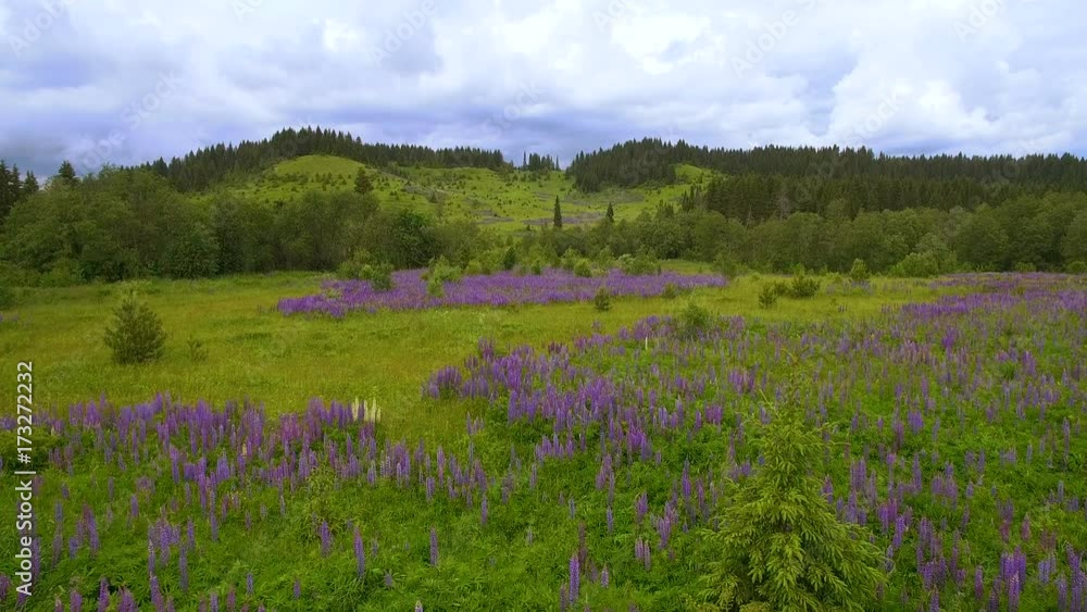 aerial panorama of field violet flowers, forests and cloudy sky aerial panorama of field violet flowers, forests and cloudy sky