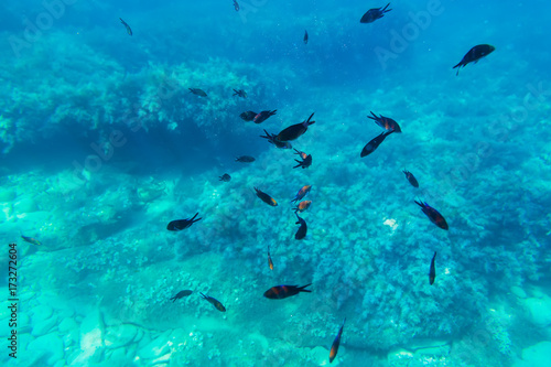 Black fish in underwater. Wild life in blue ocean