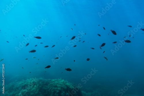 Black fish and sun rays in underwater. Wild life in sea