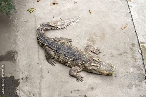 Crocodile on the concrete floor in farm