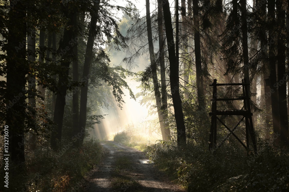 Obraz premium Rural road through the forest on a foggy morning 