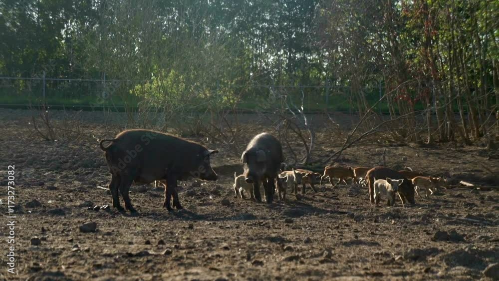 Pigs and piglets walking on pasture at livestock farm. Pig farming. Pigs on farm Pigs and piglets walking on pasture at livestock farm. Pig farming. Pigs on farm