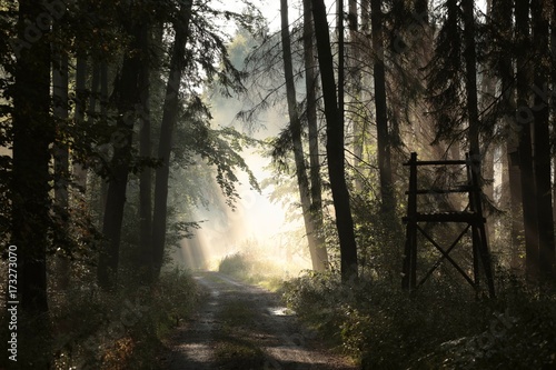 Rural road through the forest on a foggy morning 