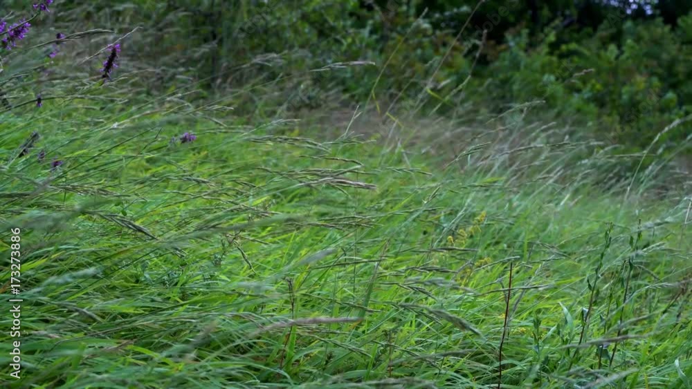 Wind in the Grass - (4K) Wind in the Grass - (4K)