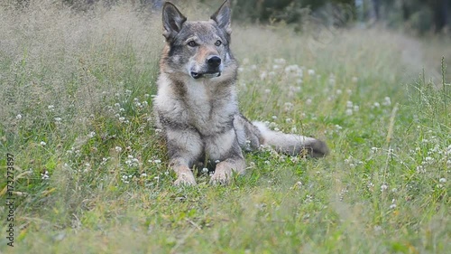 wolfdog in early morning field