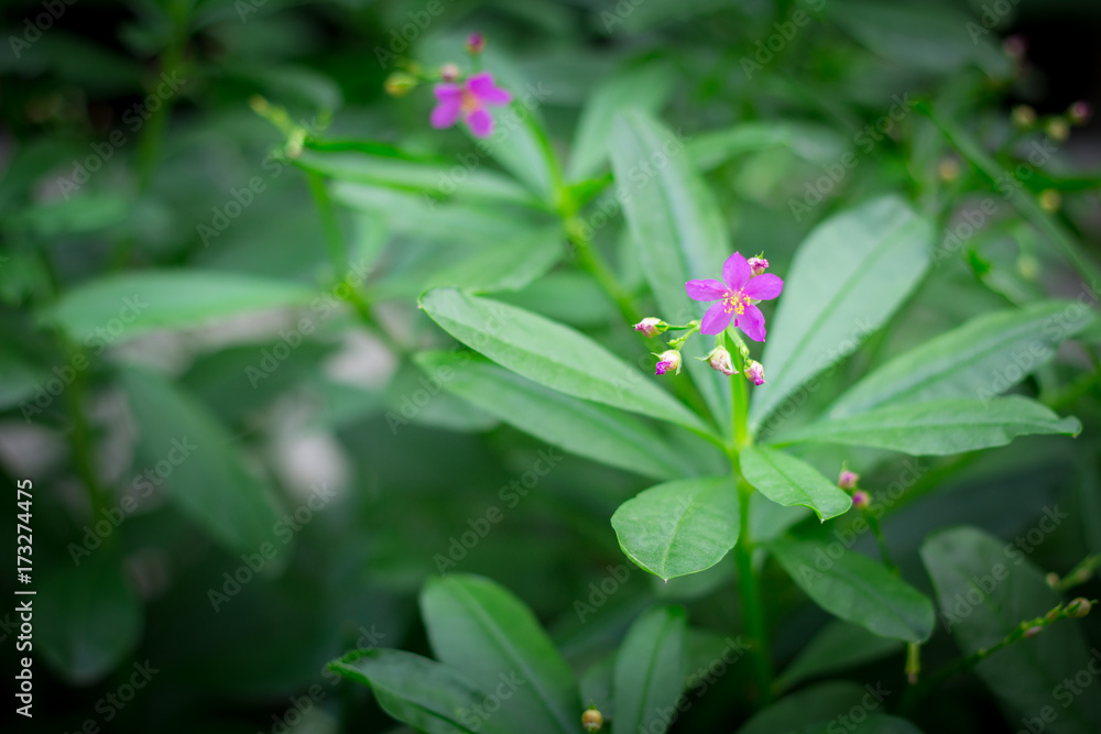 Little purple flowers in the green garden Little purple flowers in the green garden