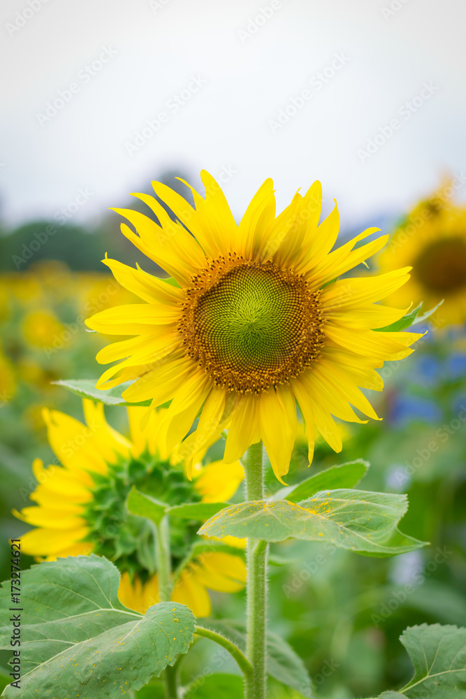 Field of sunflowers in january, sunflower farm Field of sunflowers in january, sunflower farm