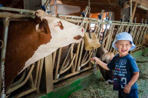 un bambino in una stalla nutre e gioca con mucche e tori photo