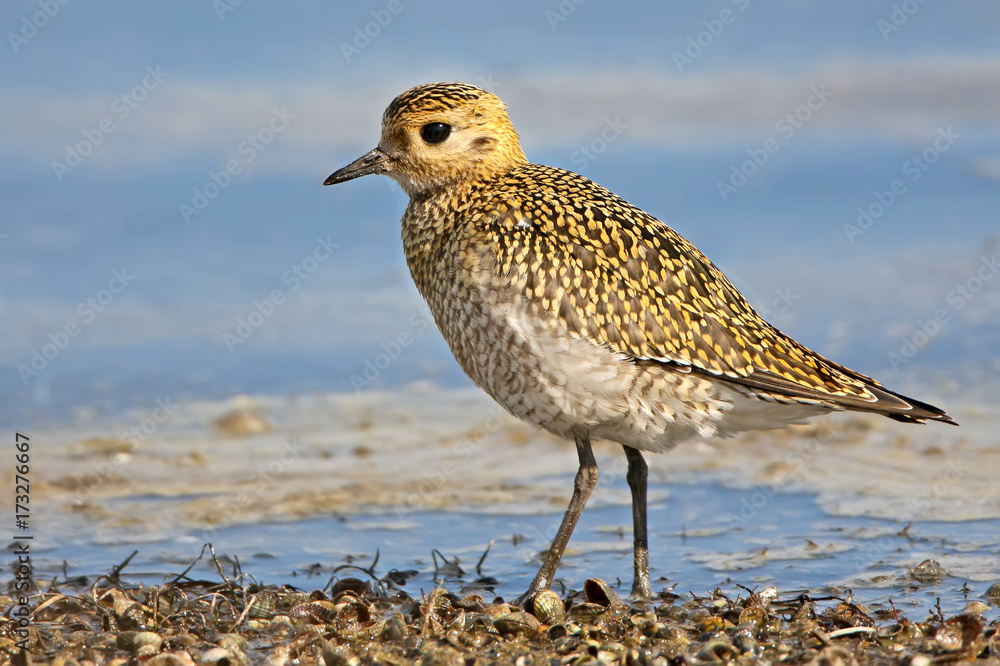Obraz premium Golden plover in winter plumage close up portrait
