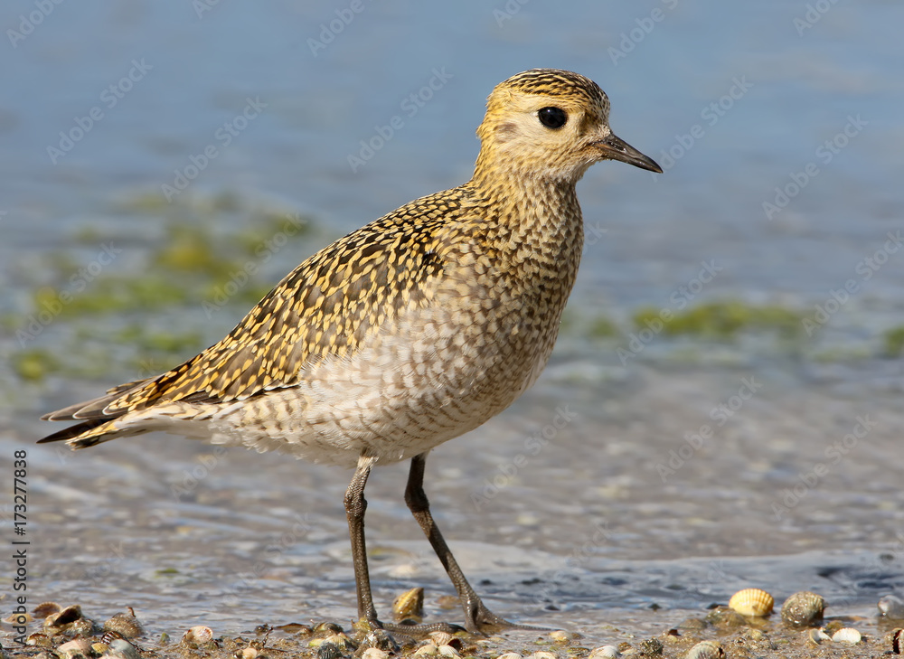 Obraz premium Extra close up and detailed portrait of golden plover in winter plumage.