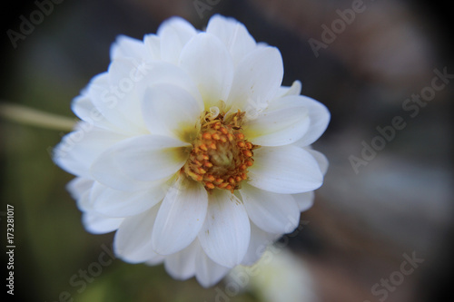 Fototapeta Naklejka Na Ścianę i Meble -  Dalia 