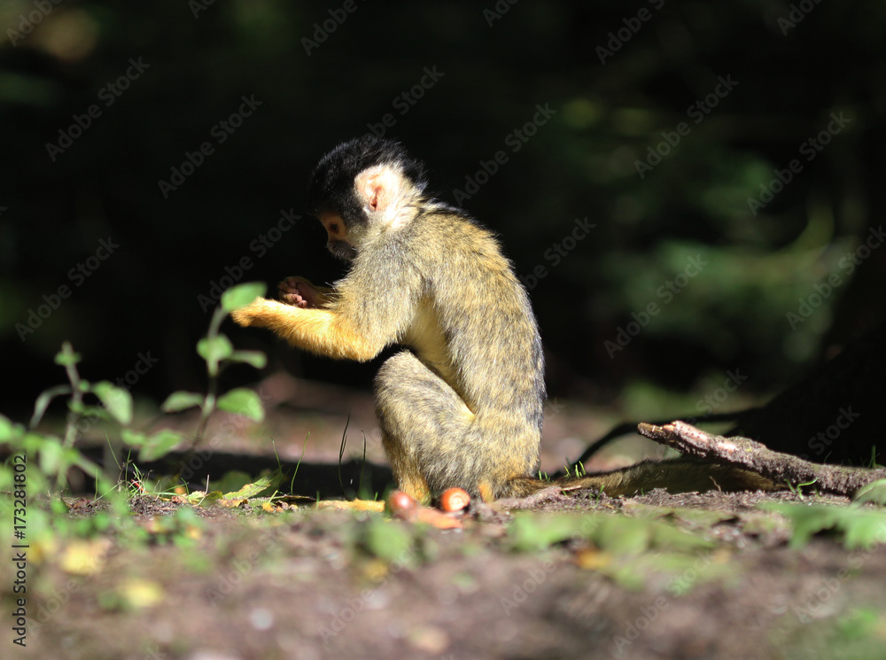 Obraz premium black-capped squirrel monkey (Saimiri boliviensis)
