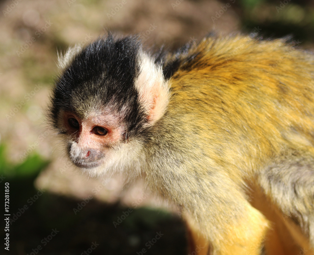 Fototapeta premium black-capped squirrel monkey (Saimiri boliviensis)
