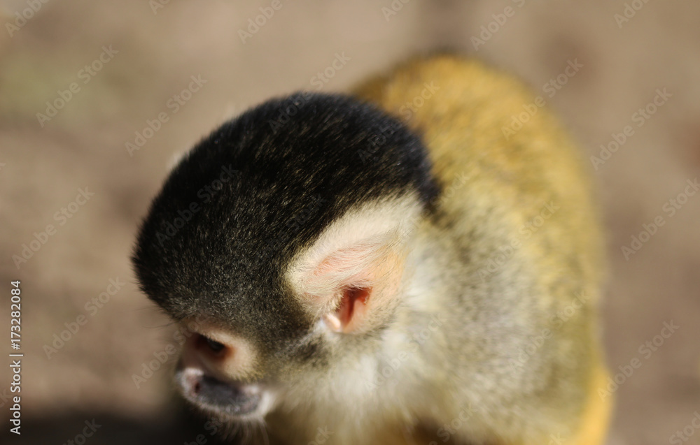 Fototapeta premium black-capped squirrel monkey (Saimiri boliviensis)