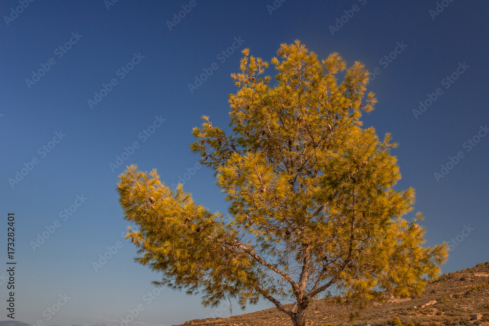 yellow leaves tree and sky yellow leaves tree and sky