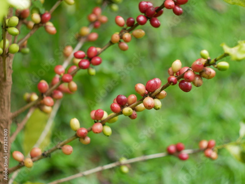 Close up of cherry coffee beans on the branch of coffee plant before harvesting