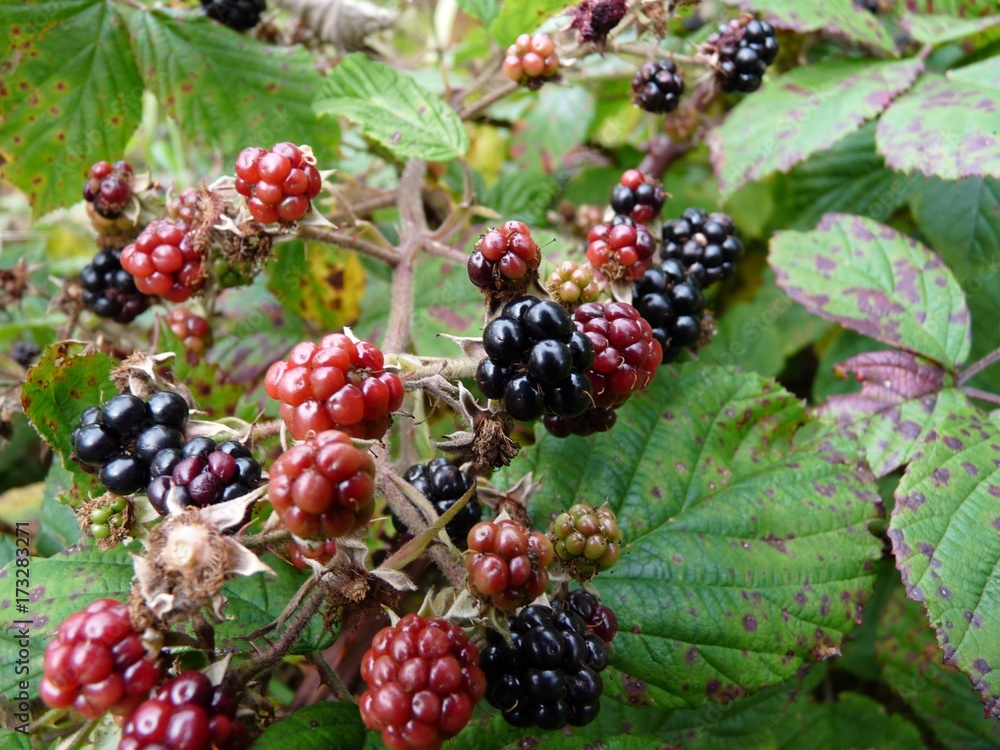 wild brambles blackberries wild brambles blackberries