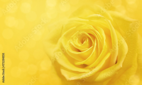 yellow rose and bokeh for soft background use