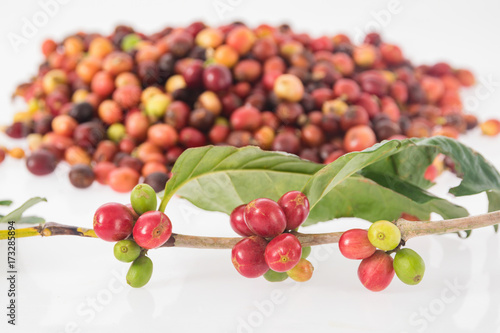 raw coffee cherries freshly on the branch of coffee plant on coffee cherries picked and ready for washing
