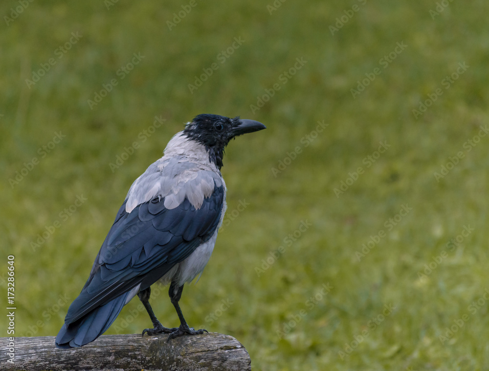 Crow Crow