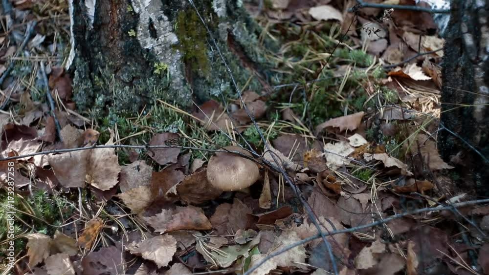 forest mushroom trees berries nature plants forest mushroom trees berries nature plants