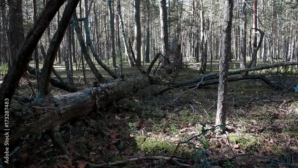 forest mushroom trees berries nature plants grass plants moss forest mushroom trees berries nature plants grass plants moss