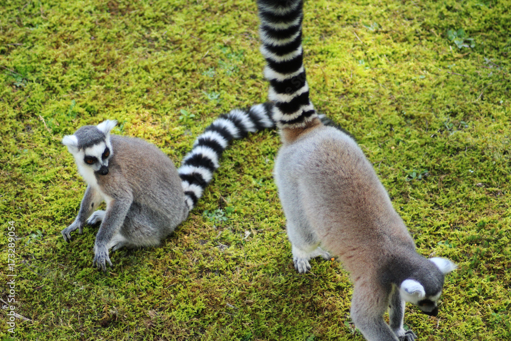 Obraz premium Ring tailed lemur