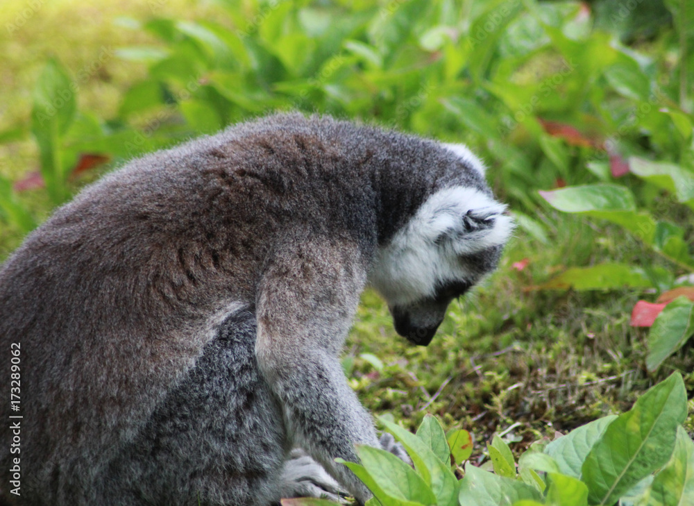 Fototapeta premium Ring tailed lemur